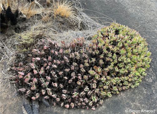 Crassula swaziensis can survive fires Crassula swaziensis can survive fires