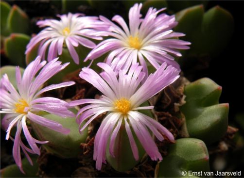 Conophytum regale in flower at Kirstenbosch 