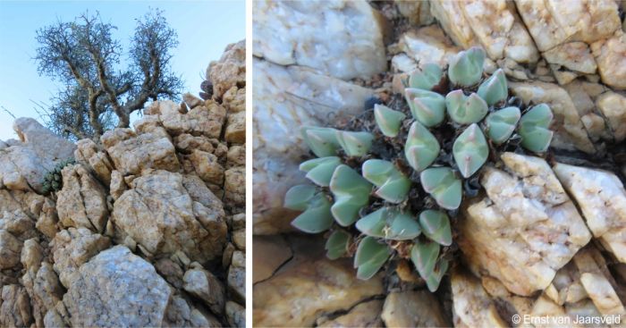 In habitat on a cliff