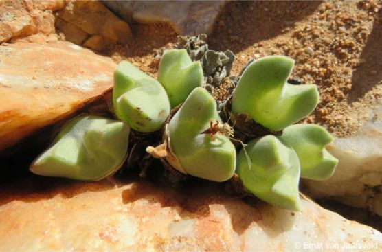 A plant in habitat, note sharply keeled leaves and large windows