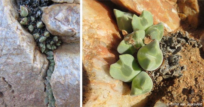 Plants in habitat