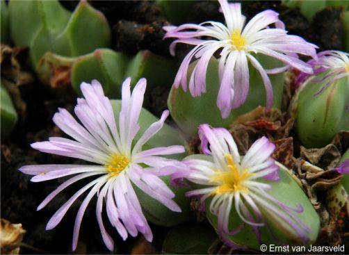 In flower in the Kirstenbosch nursery