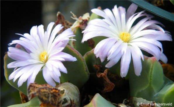In flower in the Kirstenbosch nursery