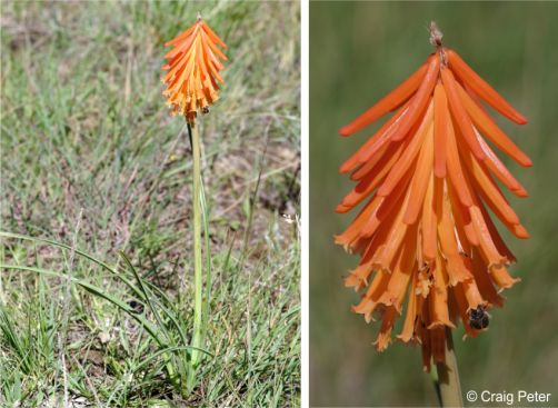 Kniphofia triangularis subsp. triangularis Kniphofia triangularis subsp. triangularis