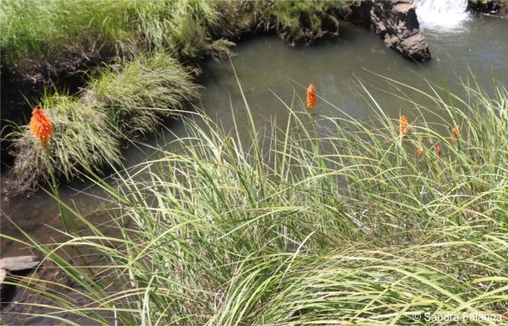 Plants growing beside a river in habitat Plants growing beside a river in habitat