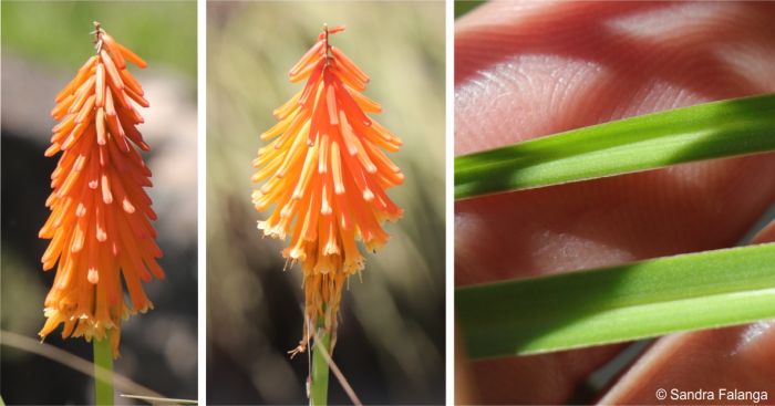 A fresh and maturing flowerhead and a close-up of the leaves A fresh and maturing flowerhead and a close-up of the leaves