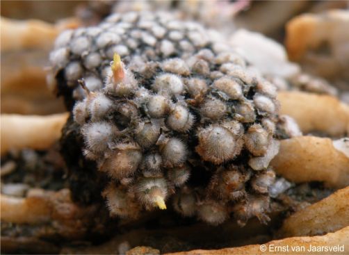 Conophytum stephanii subsp. stephanii