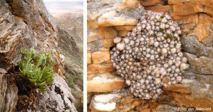 Habitat and a cluster on the cliff face