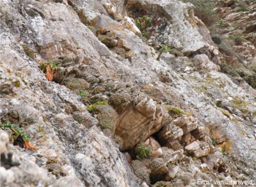 With Conophytum bolusiae in habitat