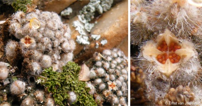 In fruit and a close-up of an open capsule showing exposed seeds