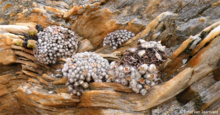 Clusters growing on the cliff