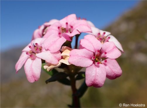 Adenandra fragrans inflorescence