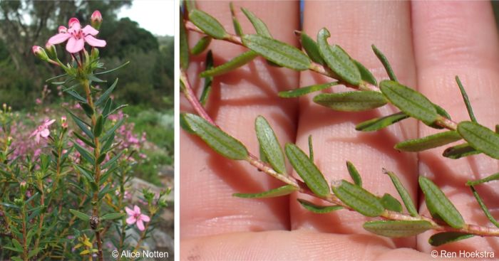 Leaves of Adenandra fragrans 