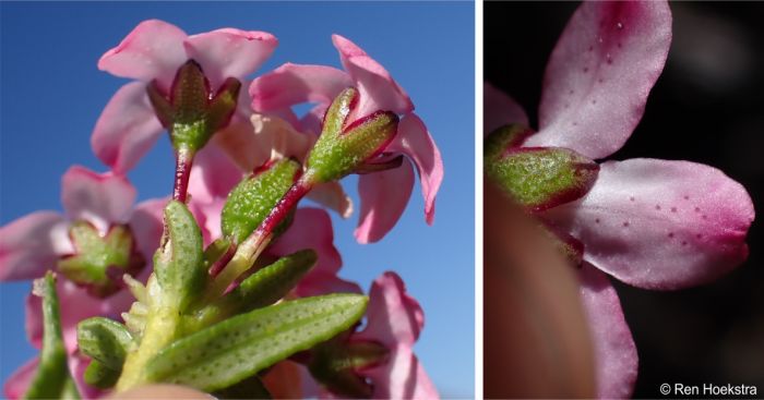 Underside of the flowers showing calyx, pedicel and gland dots on the petals