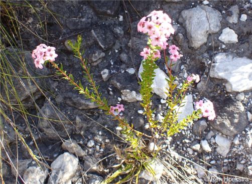 An Adenandra fragrans plant in habitat