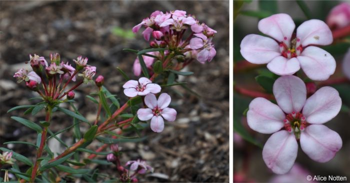 Flowering stem and a close-up of the flowers of a plant in cultivation