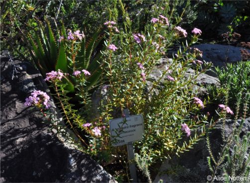 An Adenandra fragrans plant in cultivation in Kirstenbosch NBG