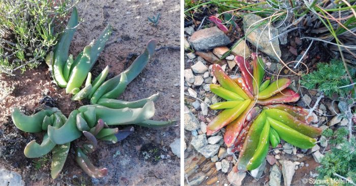Glottiphyllum depressum plants in habitat showing the leaves Glottiphyllum depressum plants in habitat showing the leaves