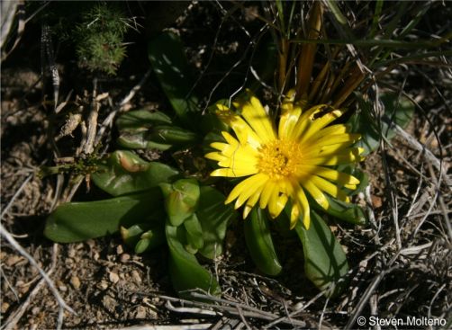 Glottiphyllum depressum in flower in habitat Glottiphyllum depressum in flower in habitat