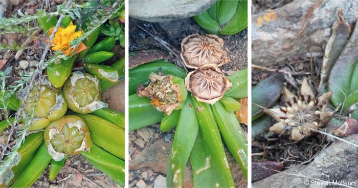 Glottiphyllum depressum in fruit in habitat, showing developing, ripe and open capsules Glottiphyllum depressum in fruit in habitat, showing developing, ripe and open capsules
