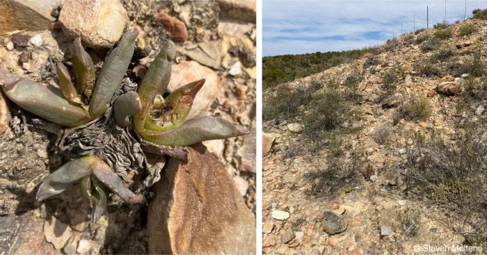 Glottiphyllum depressum in habitat in the Overberg region Glottiphyllum depressum in habitat in the Overberg region