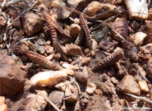 Plant retreating under the soil Plant retreating under the soil