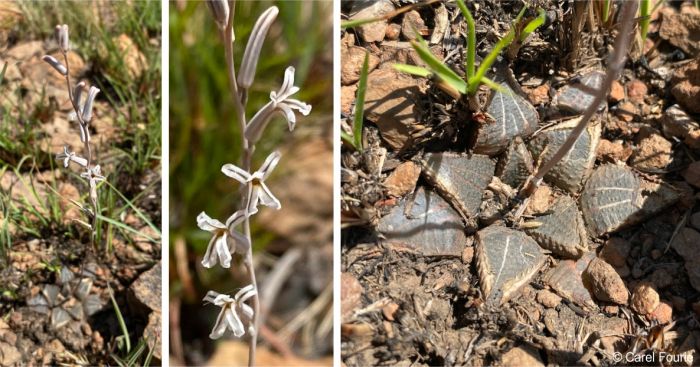 Haworthiopsis koelmaniorum var. mcmurtry in flower Haworthiopsis koelmaniorum var. mcmurtry in flower