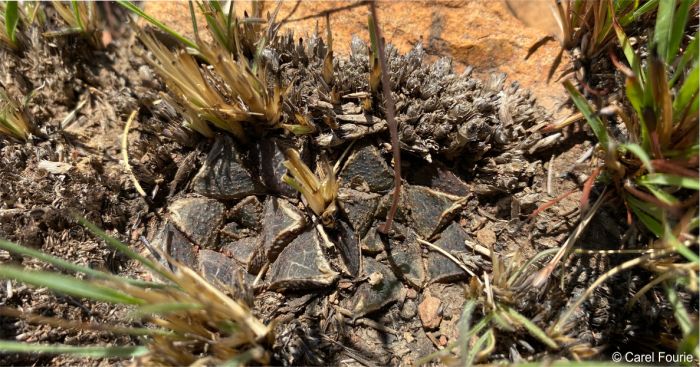 Haworthiopsis koelmaniorum var. mcmurtry growing among grass Haworthiopsis koelmaniorum var. mcmurtry growing among grass