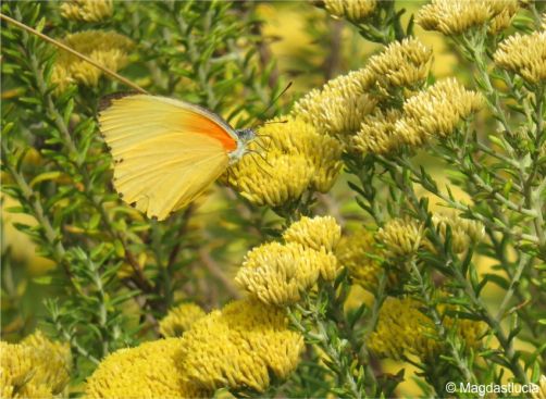 Helichrysum kraussii flowers attract bees and butterflies Helichrysum kraussii flowers attract bees and butterflies
