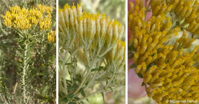 Inflorescence and flowers of Helichrysum kraussii Inflorescence and flowers of Helichrysum kraussii