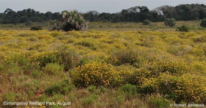 Helichrysum kraussii in habitat Helichrysum kraussii in habitat
