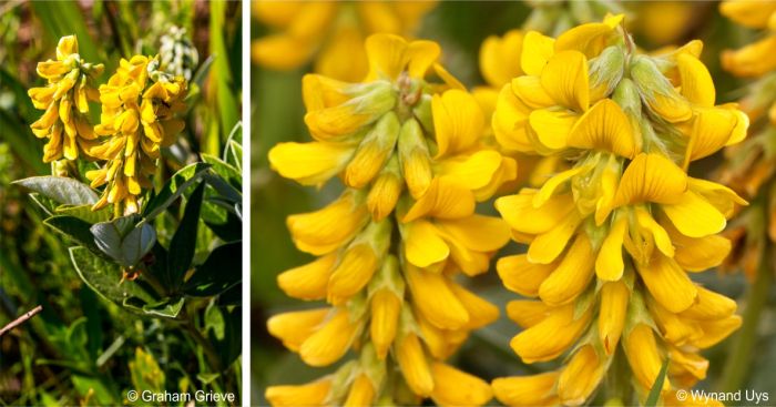 Inflorescence and close-up of the flowers Inflorescence and close-up of the flowers
