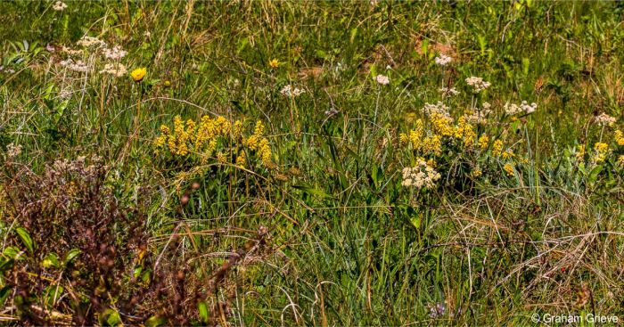 Eriosema dregei in habitat Eriosema dregei in habitat