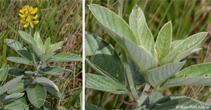 Flowering stem and close-up of the stem and leaves Flowering stem and close-up of the stem and leaves