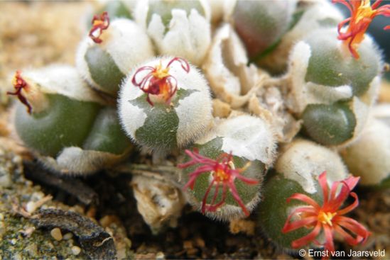 Conophytum stephanii subsp. helmutii in flower in the Kirstenbosch nursery