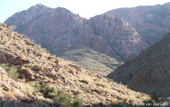Habitat of Conophytum stephanii subsp. helmutii 