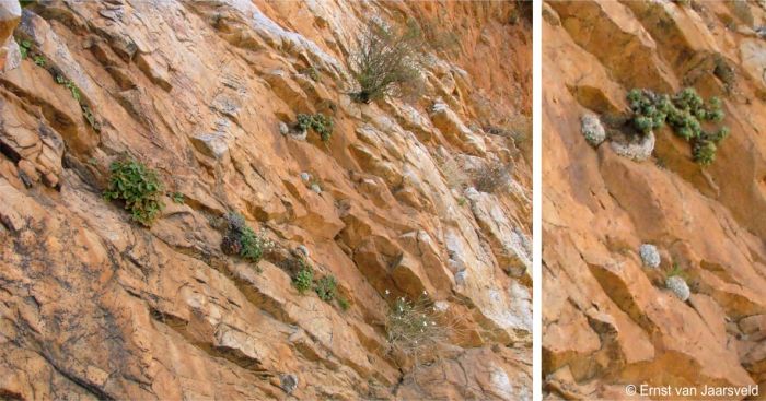 Plants in habitat on a sheer cliff