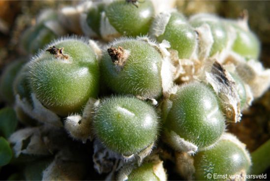 Mature actively growing leaves 