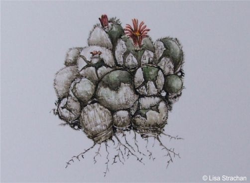 Painting of Conophytum stephanii subsp. helmutii by Lisa Strachan 