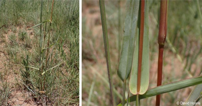 Habit and a close-up of the leaf base