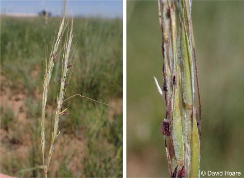 Inflorescence and a closeup showing the spikelet