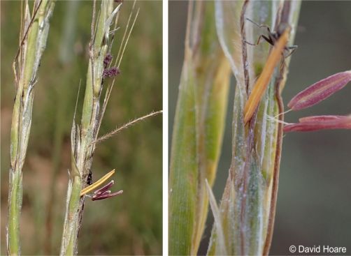 A closeup showing the raceme and anthers