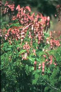 Senegalia ataxacantha | PlantZAfrica