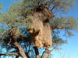 Sociable Weaver nests near Kenhardt