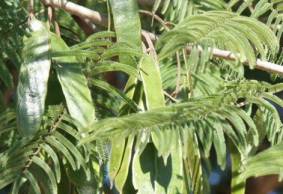 Leaves and seedpods