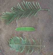 Leaves and pods