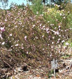 A. trigona bush