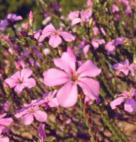 Plant in flower