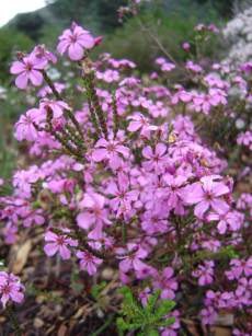 In flower