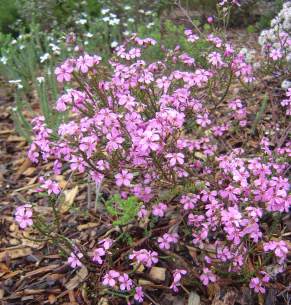 Bush in flower